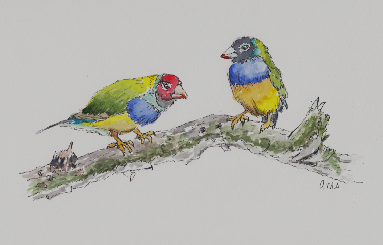 20230925Sk9 Finches on a Branch (WDE).png