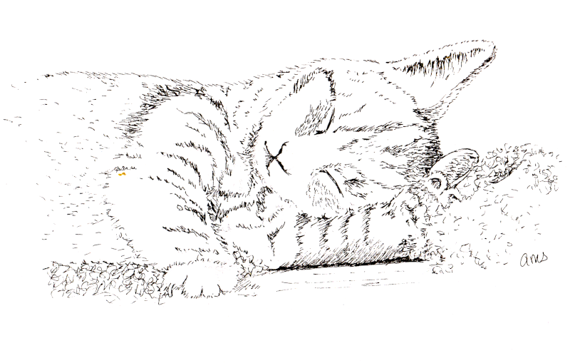 20230929Sk9 Sleeping Kitten (WDE 10-6-23, Inktober).png