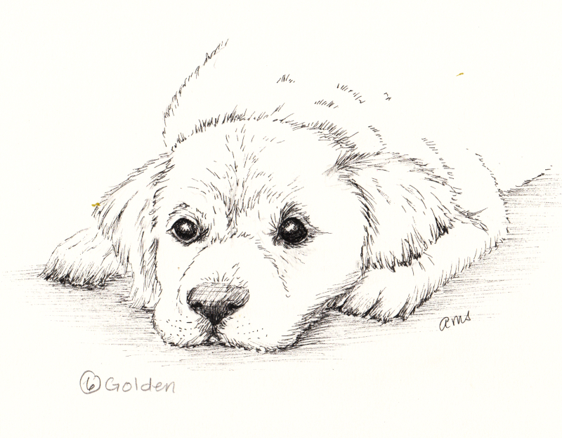 20231006Sk5 Golden Retriever Puppy (Inktober).jpg