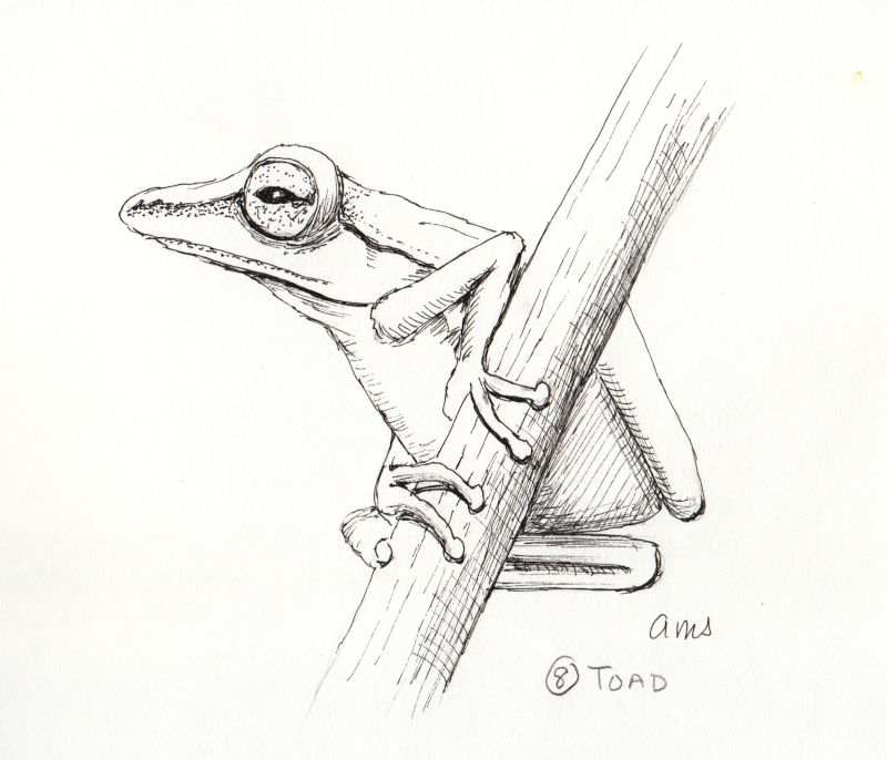 20231008Sk5 Frog (Inktober 8-Toad).png