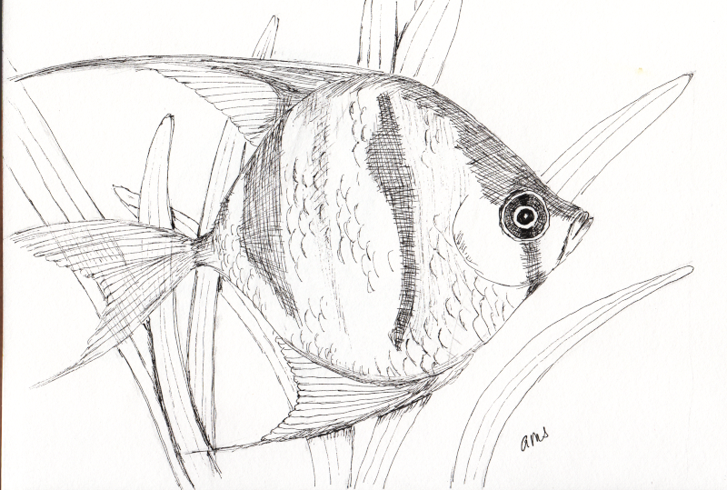 20231016Sk9 Angel Fish (Inktober 16-Angel).png