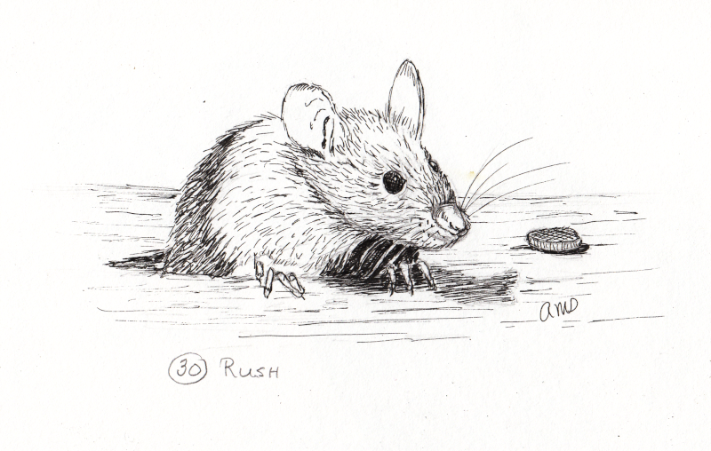 20231028Sk9 Mouse Hole (Animal & Wildlife, Inktober 30-Rush).png