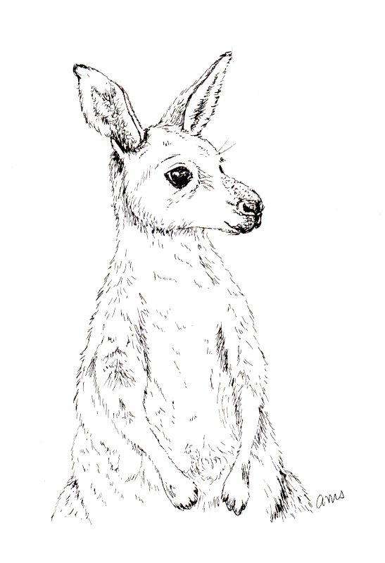 20231128Sk9 Kangaroo (Animal Wildlife Challenge).png