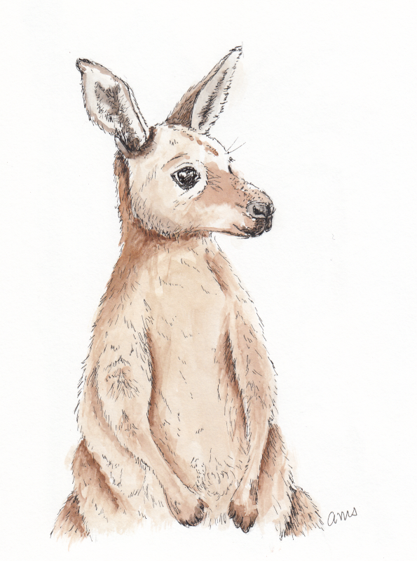 20231128Sk9C Kangaroo (Animal Wildlife Challenge).png