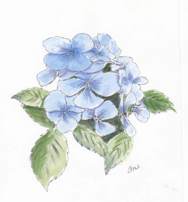 20231210Sk9 Hydrangea (WDE).png