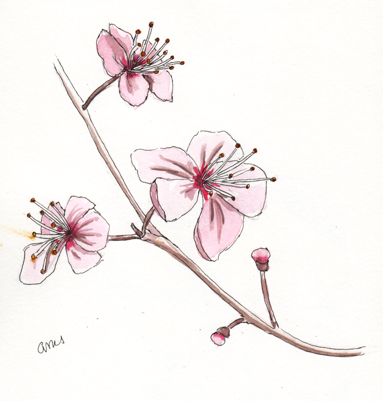 20240402Sk9 Dogwood Blossoms (WDE 3-30-24).png