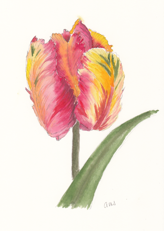 20240405Sm Tulip (wde 4-5-24) Color.png