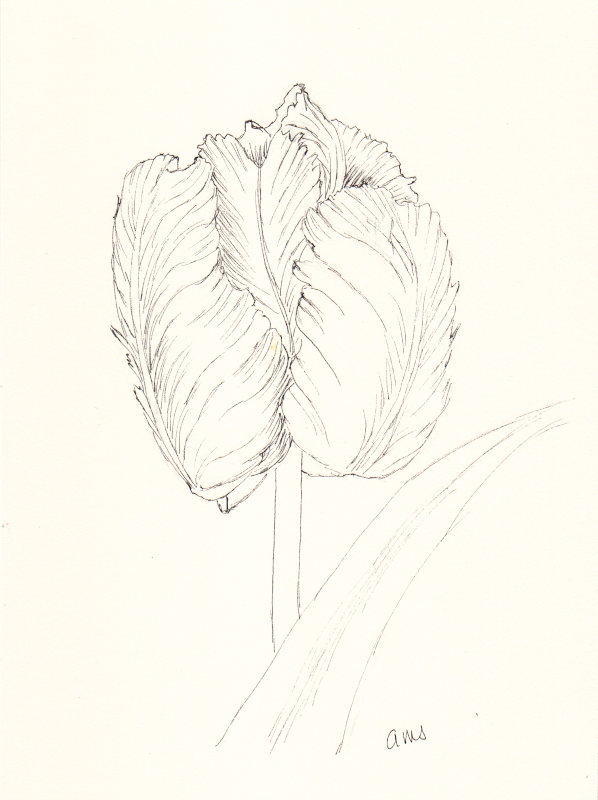 20240405Sm Tulip (wde 4-5-24) Ink.png