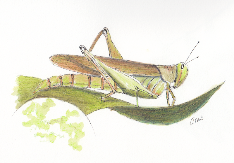 20240514Sk9 Grasshopper (WDE5-10-24)-2.png