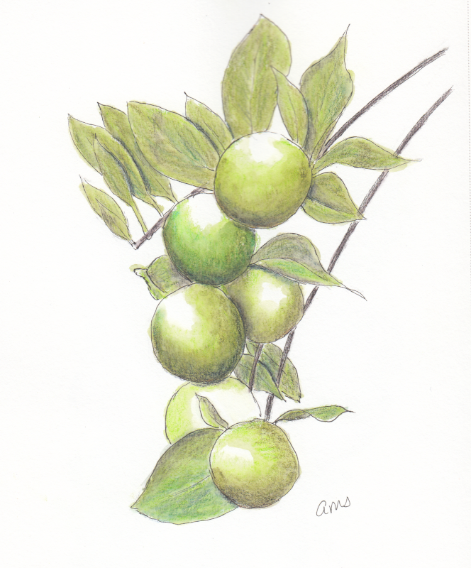 20240517Sk9 Green Fruit (WDE 5-17-24)-2.png