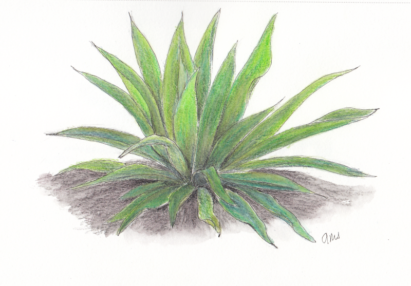 20240519Sk9 Agave Plant (May PP).png