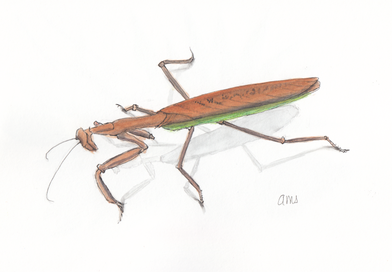 20240521 Praying Mantis (WL Challenge).png