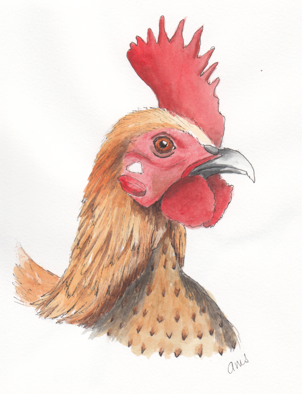 20240530Sk9 Rooster (WDE 5-17-24, Inktense).png