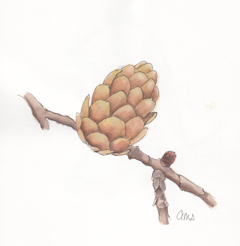 20240531 Pinecone (WDE 5-24-24, Inktense).png