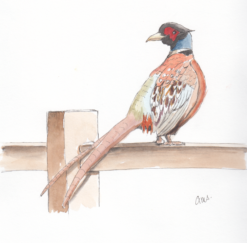 20240618Sk8 Pheasant (WDE).png