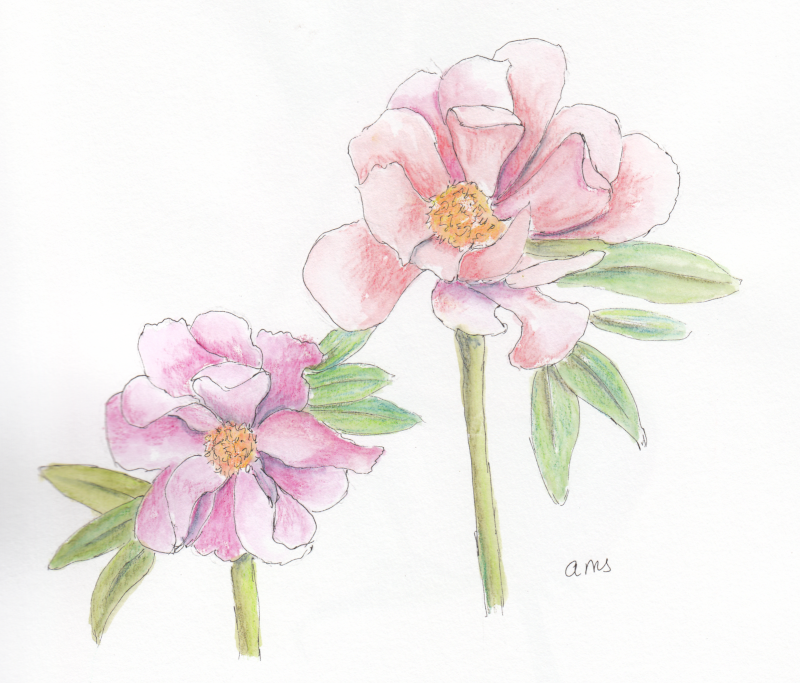 20240816Sk8 Pink Peonies (Watermedia).png