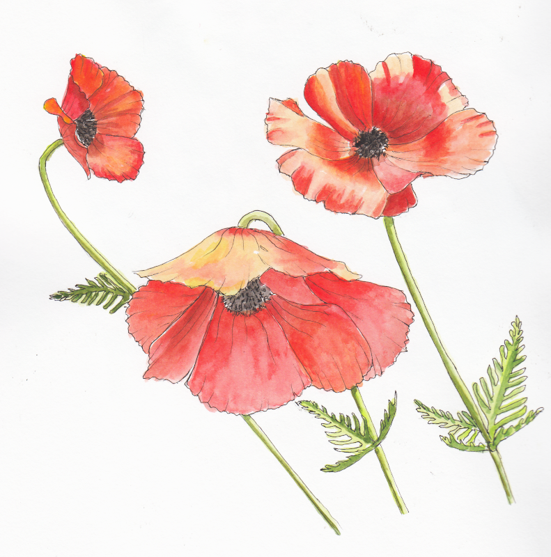 20240904Sk8 Poppies (Water Media Challenge).png