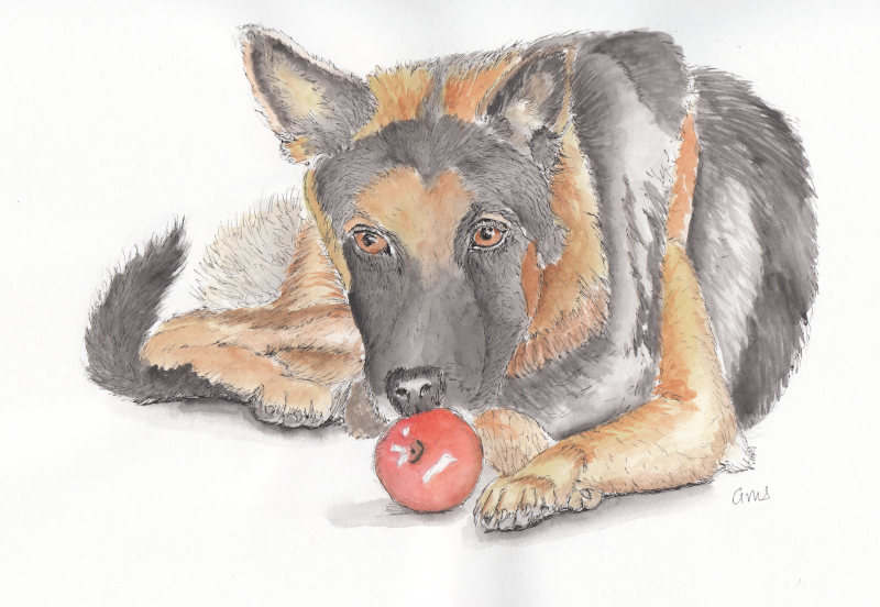 20240920Sk8 Dog with Apple (WDE 9-13-24).png