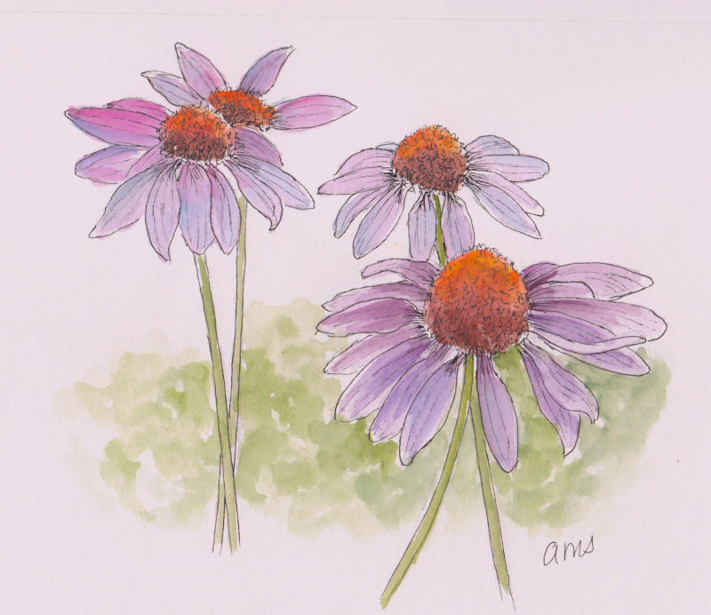 20240921Sk9 Cone Flowers (WDE).png