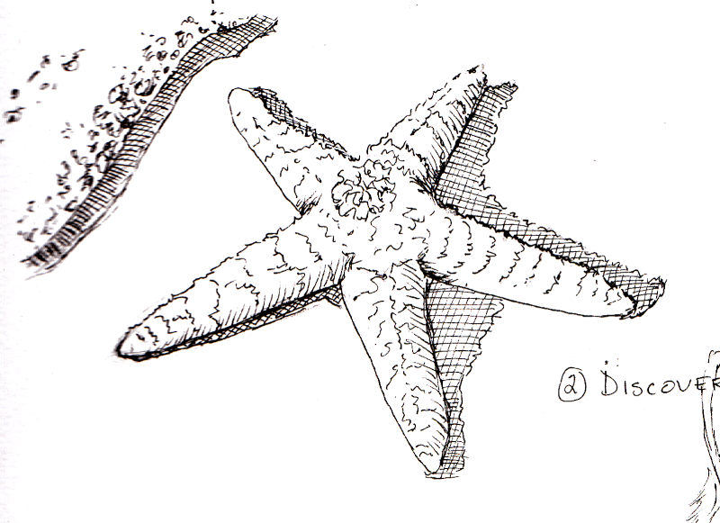 20241002 Starfish (2-Discover).png