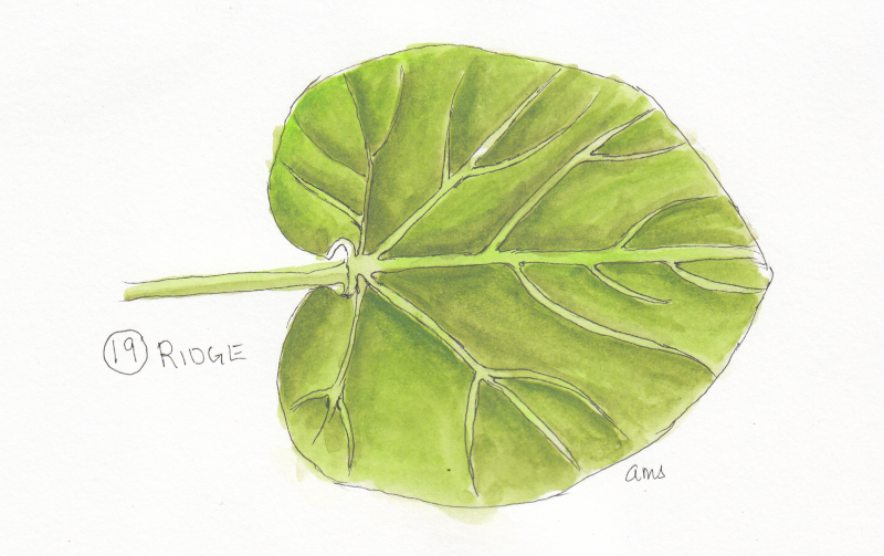 20241019Sk8 Leaf (Inktober Ridge).png