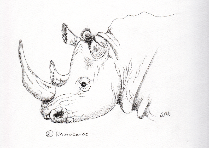 20241021Sk8 Rhinoceros (Inktober 21-Rhinoceros).png