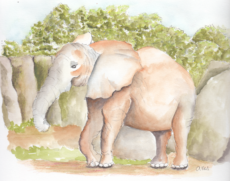 20241121Sk8 Elephant (Oct Animal - CS).png