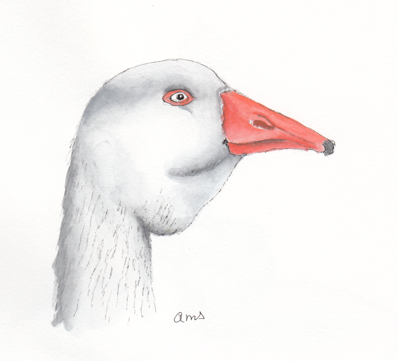 20241212Sk8 Greylag Goose (WDE 12-13-24).png