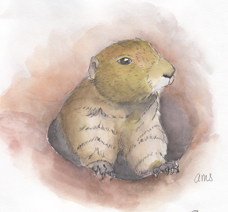 20241231Sk8 Prairie Dog (WDE).png