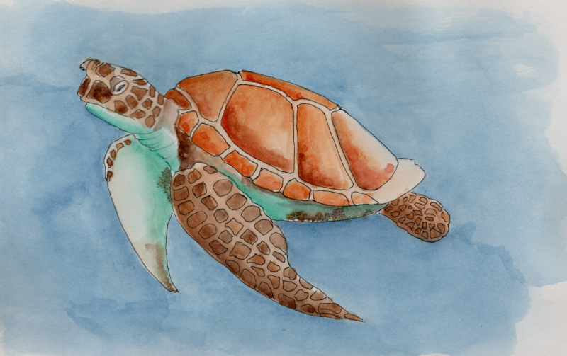 20250116Sk8 Sea Turtle (Animal Wildlife Challenge).png