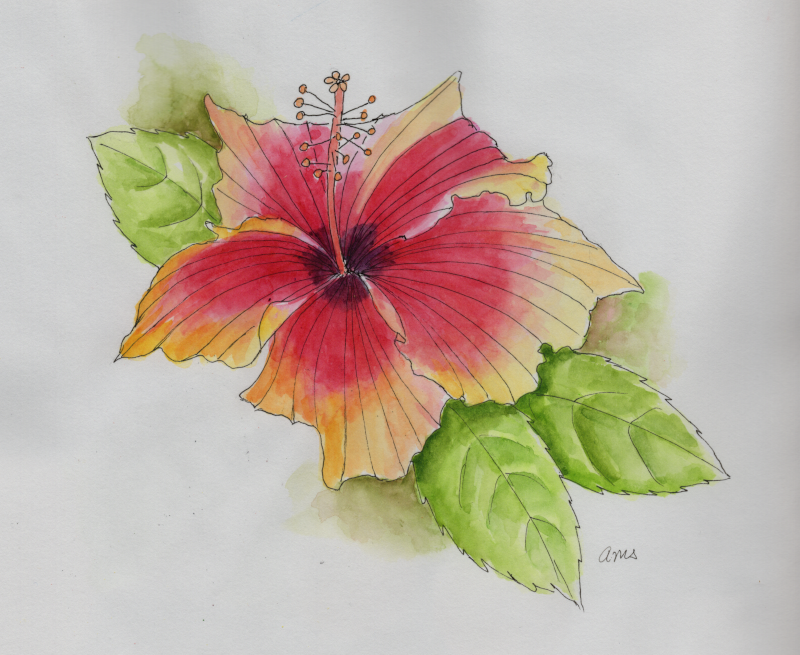 20250124Sk8 Hibiscus (CS Water Media Challenge) .png