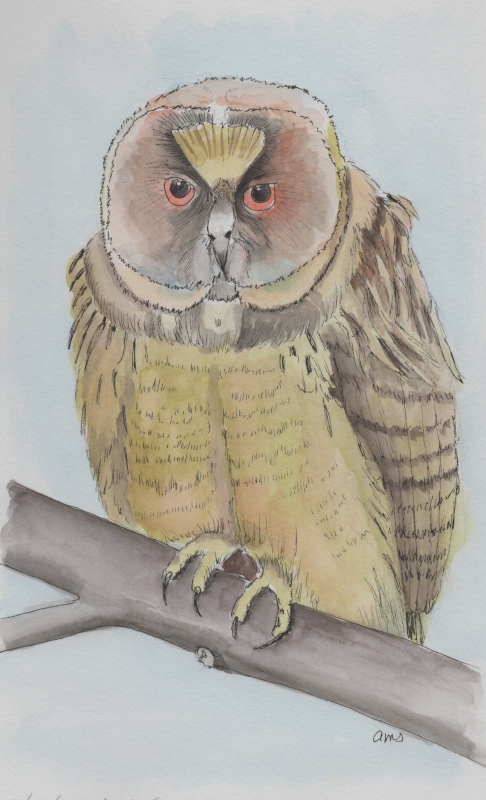 20250215Sk9 Owl (WDE).png