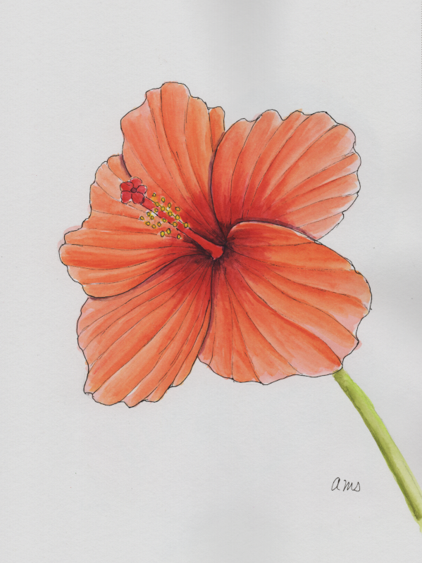 20250220Sk9 Orange Hibiscus (PP).png