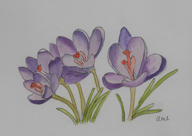 20250222Sk9 Spring Crocuses (WDE 2-21-25).png