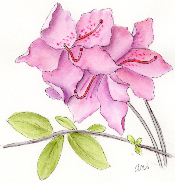 20250509 Azalea Blossom (ams).png