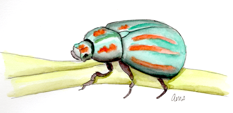20250620Sk10 Beetle (WDE).png