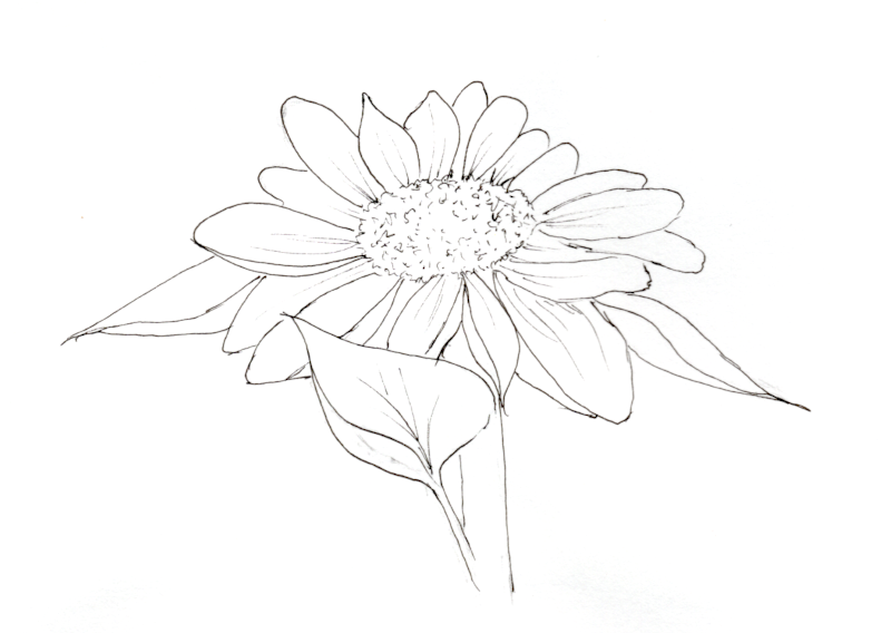 20250627Sk10 Sunflower-ink (WDE).png