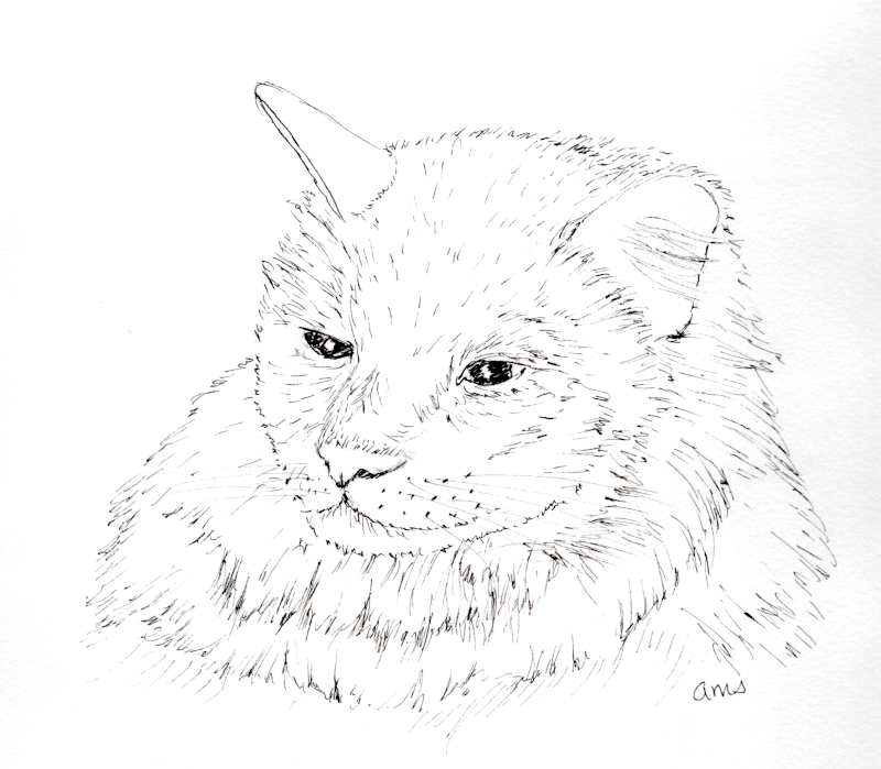 20250630Sk10 Cat (WDE).png