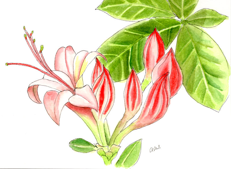 20250707Sm Azalea Buds (WDE).png
