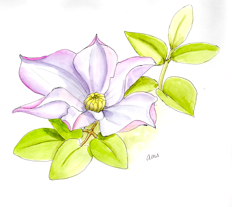 20250727Sk10  clematis 2.png