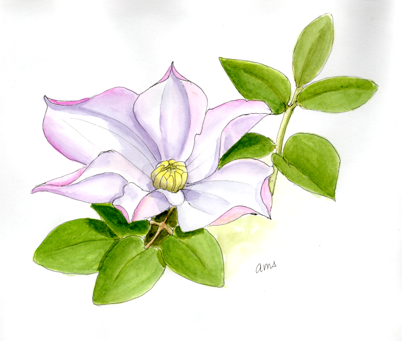 20250727Sk10  clematis 2.png