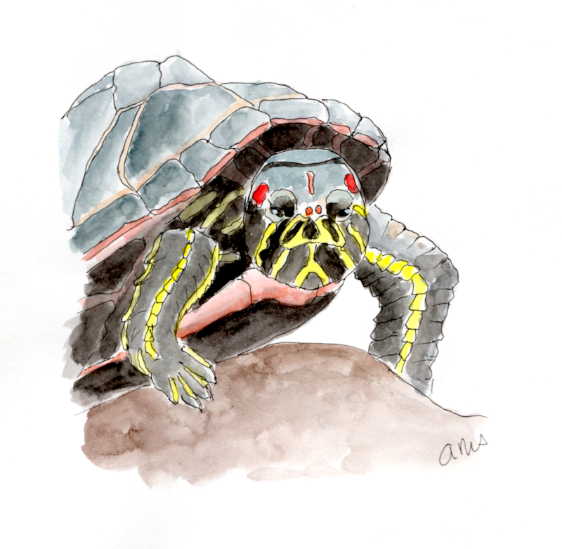 20250730Sk10 Red Eyed Turtle (WDE).png