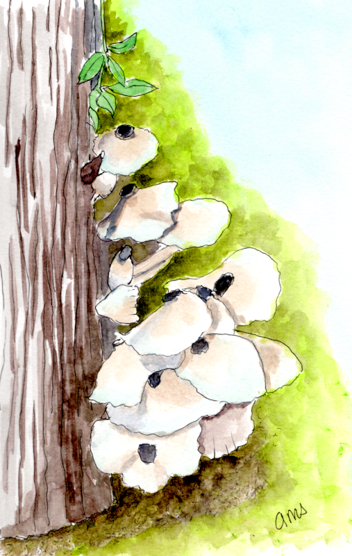 20250802Sk10 Mushrooms (WDE).png