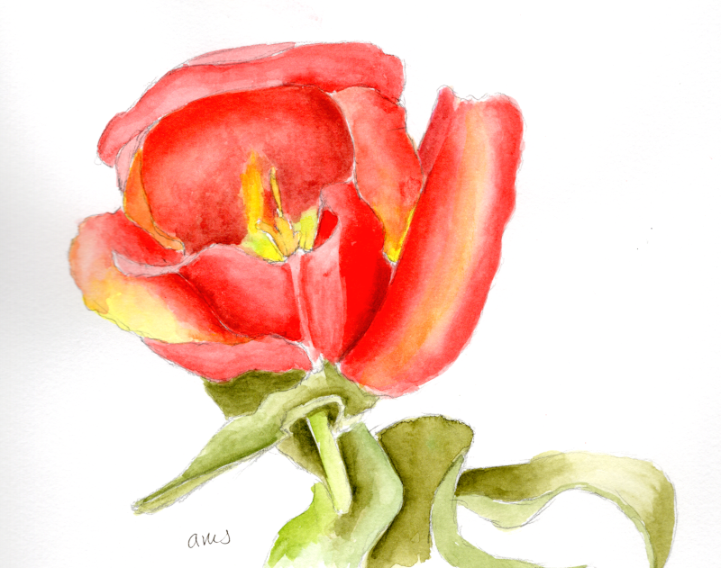 20250818Sk10 Tulip (PP).png