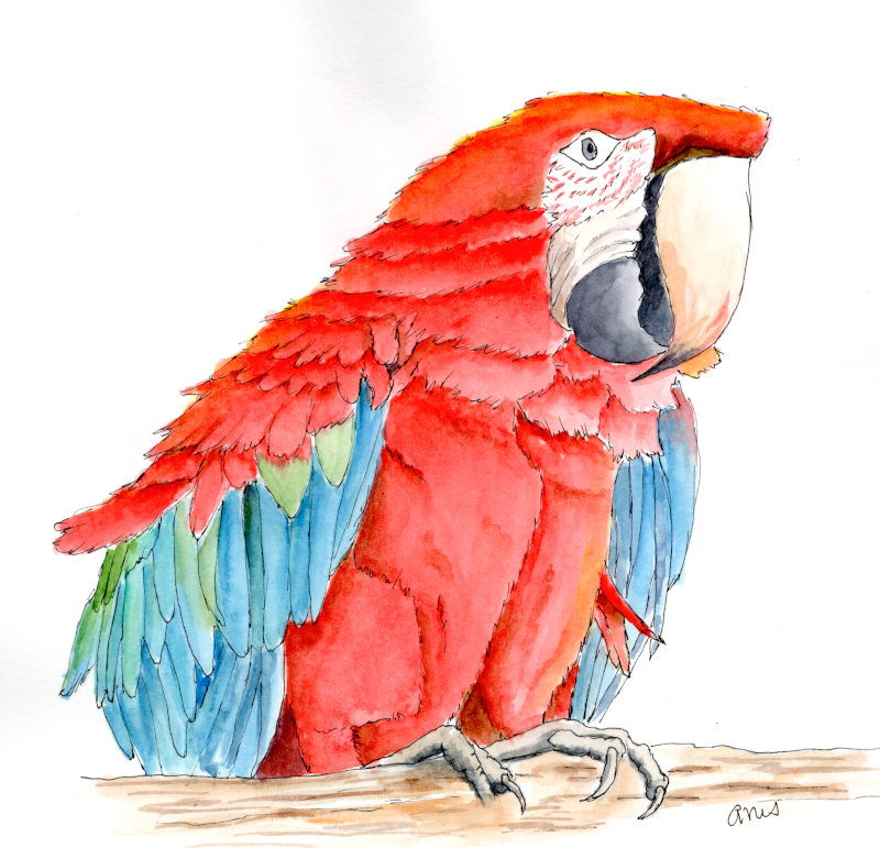 20250821Sk10 Macaw Parrot (Animal Wildlife-WC).png