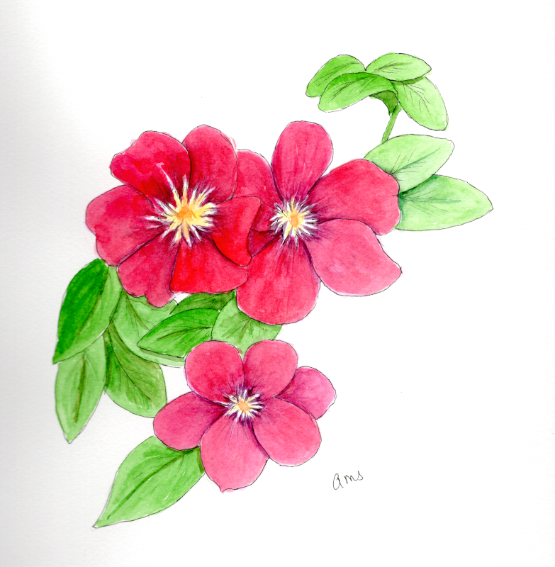 20250830Sk10 Clematis.png