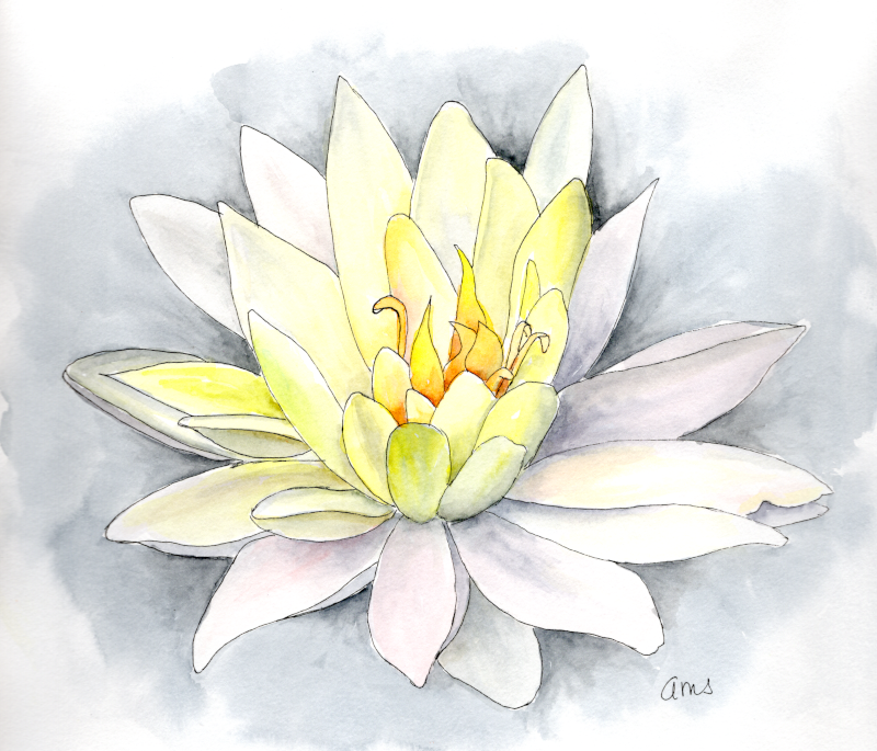 20250904Sk10 Waterlily (WDE).png
