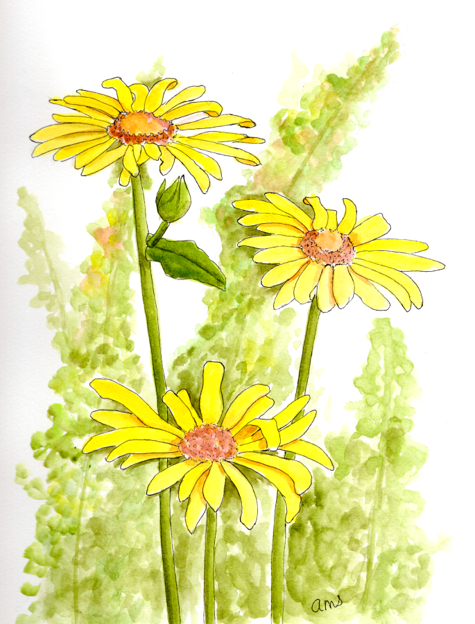 20250909Sk10 Yellow Daisies (WDE).png