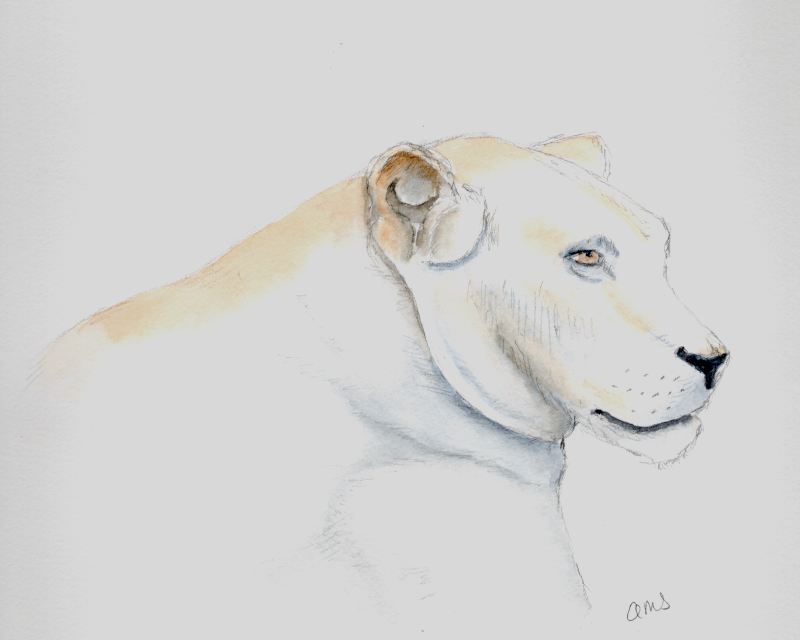 20250914Sk10 Lion (WDE).png