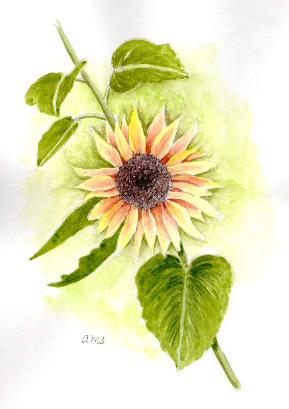 20250929Sk10 Sunflower (WDE).png